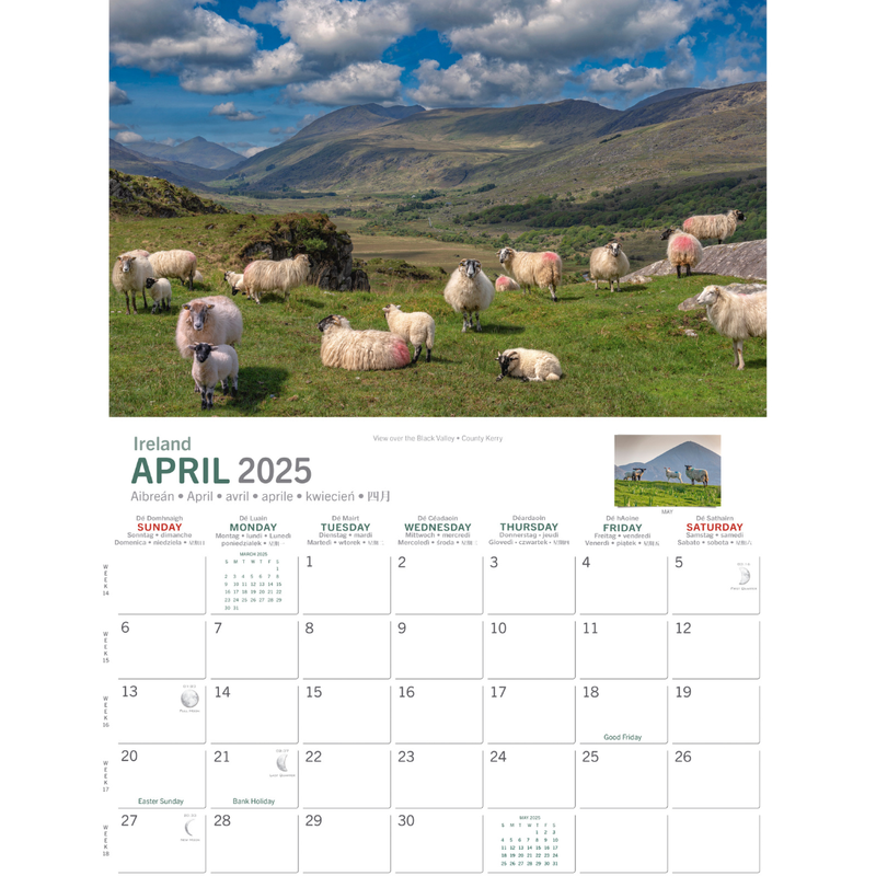 A4 Irish Sheep 2025 Calendar